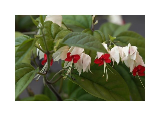 Bleeding Heart Vine