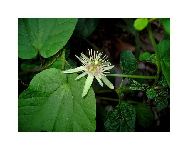 Passion Flower Bloom