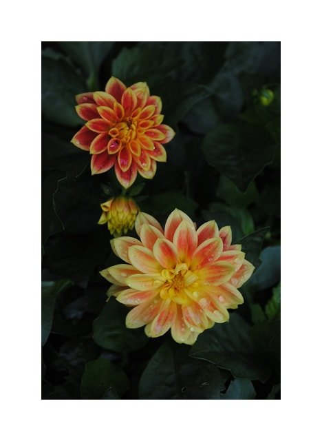 Summer Dahlia Bouquet