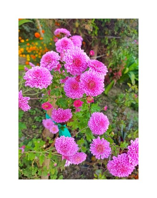 Autumn Chrysanthemum Bouquet