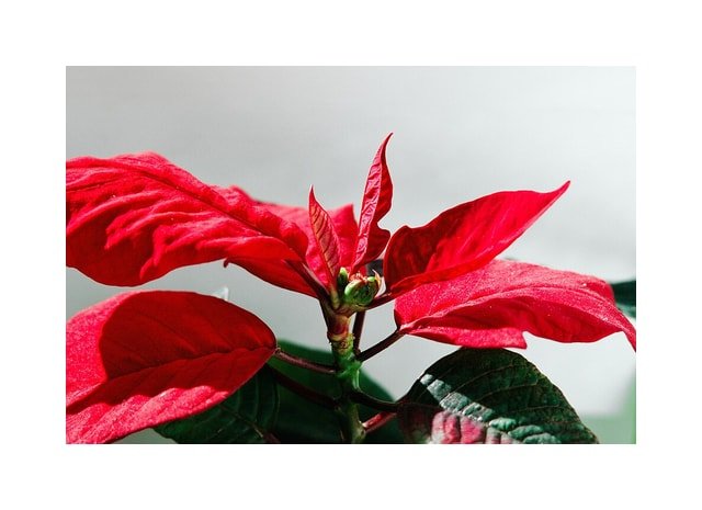 Winter Poinsettia Bouquet