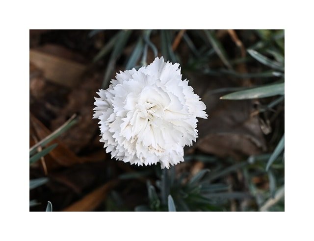 Mixed Carnation Bouquet