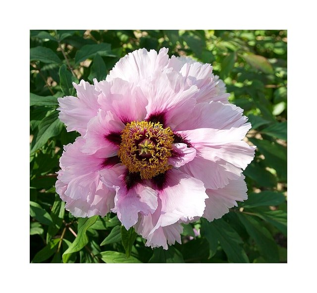 Peony Blush Bouquet