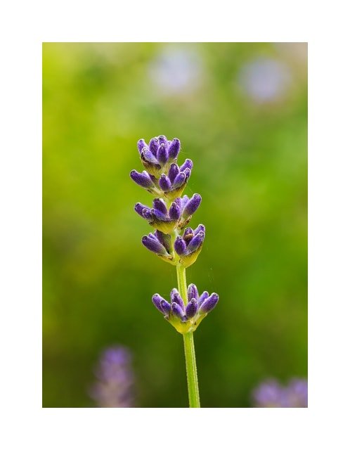 Lavender Field Bouquet