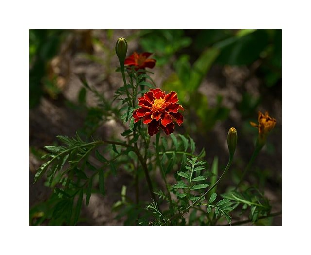 Marigold Festival Bouquet