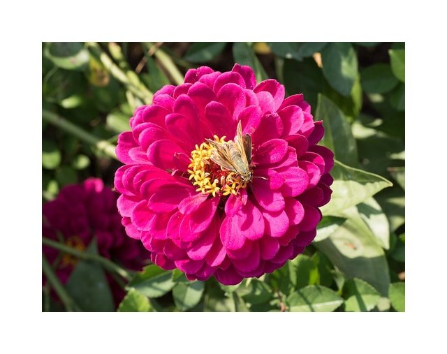 Zinnia Rainbow Bouquet